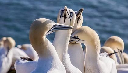 9游电竞资讯-转会截止日：五大联赛“超级交易”盘点，五大联赛转会期结束时间