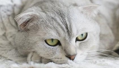 9游电竞资讯-转会截止日：五大联赛“超级交易”盘点，五大联赛转会期结束时间